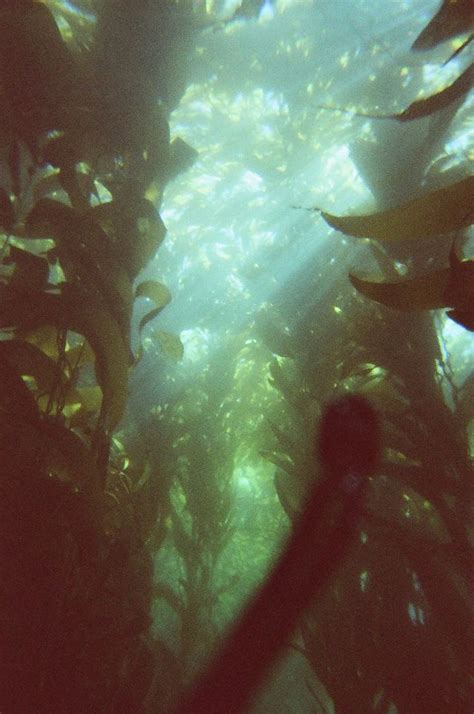 filekelp forest   anacapa island californiajpg wikipedia