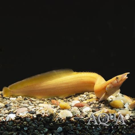 golden fire eel mastacembalus cf unicolor xanthic aqua imports