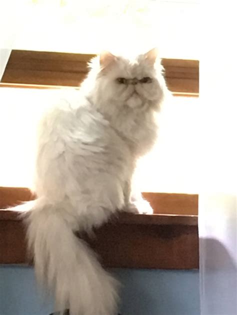 Kats Kastle Persian Breeder... - Kats Kastle Persian Breeder