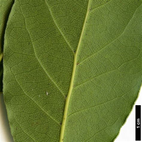 Laurus nobilis - Trees and Shrubs Online