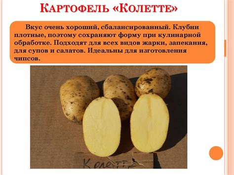 Сорта картофеля - презентация онлайн