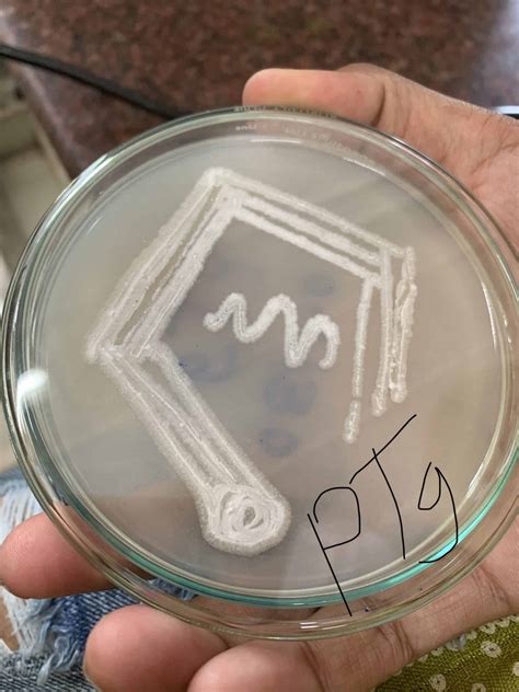 isolation  bacteria easy procedure chemistry notes