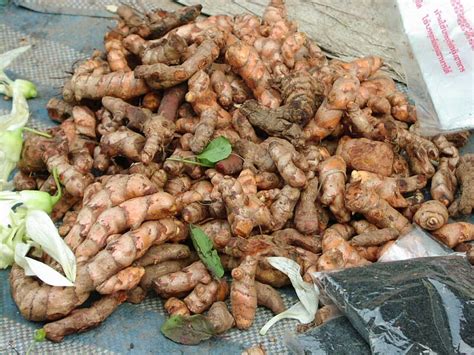 КУРКУМА КУЛЬТУРНАЯ (Curcuma domestica) - Отличное Здоровье!