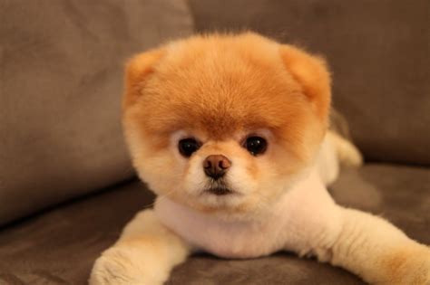 worlds cutest dog  judi sabina