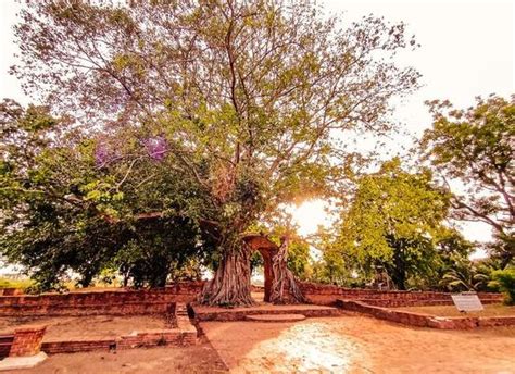 Banyan Tree Stock Photos, Images and Backgrounds for Free Download