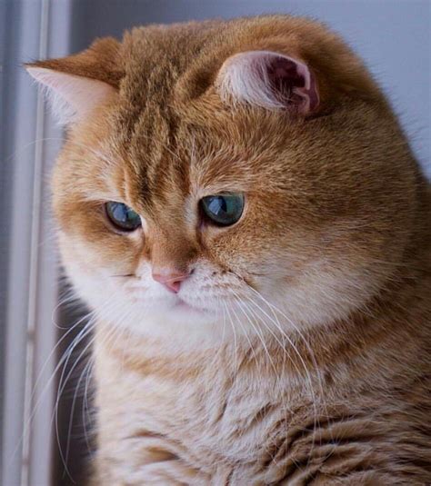 10 Awesome Cat Breeds With Round Eyes Picture That Will Melt Your Heart