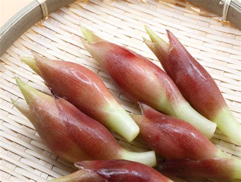 fresh japanese myoga  hokkaido uni shop