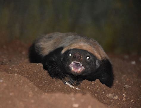 student donates rs  adopt honey badger  hyderabad zoo