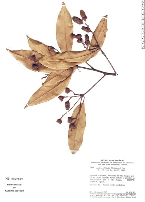 Aniba affinis | Rapid Reference | The Field Museum