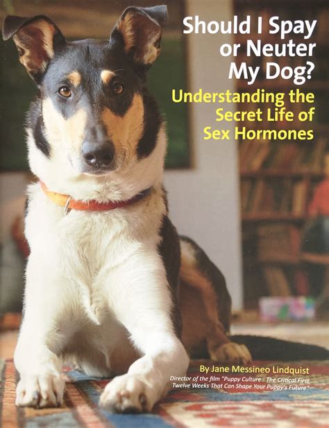 When Should I Neuter My Puppy