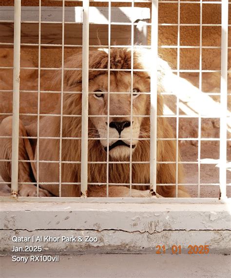 qatar al khor park zoo alis photography space
