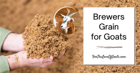 Brewers Grain for Goats