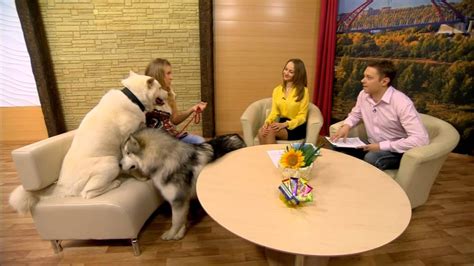 Рубрика "Гость в студии": Екатерина Половникова - владелица питомника ...