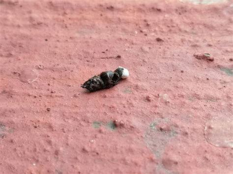 lizard poop   lizard poop
