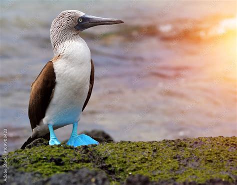 Blue footed booby at Galapagos Stock Photo | Adobe Stock