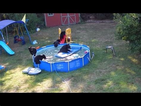 Momma Bear and Cubs Caught Having a Pool Party in Backyard - YouTube
