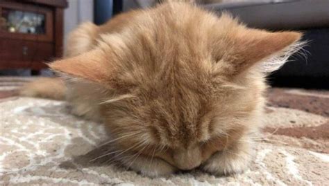 Ці милі тваринки здатні заснути де завгодно: 10 кумедних фото - Pets