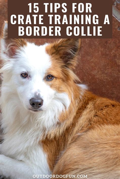 Border collie puppy training – Artofit