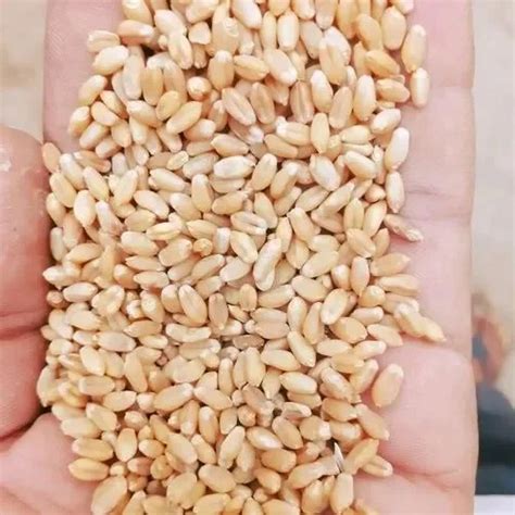 organic wheat  kg wheat  guna id