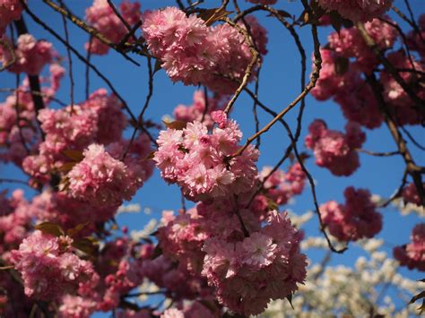 ornamental cherry, pink, cherry tree, grannenkirsche, japanese culture