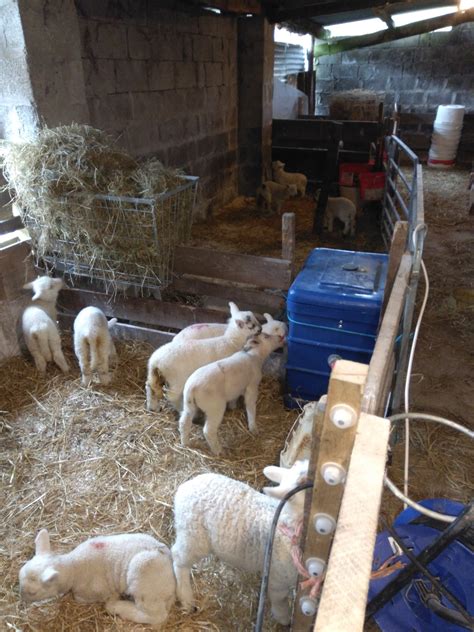 Pet lamb feeding options | The Farming Forum