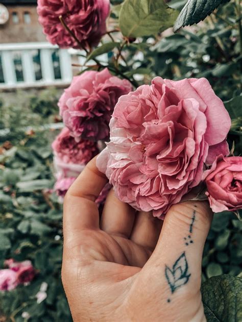 Розы 🥀 | Зеленые фоны, Зелень, Эстетика
