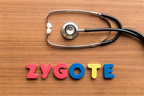 Zygote Background Images, HD Pictures and Wallpaper For Free Download ...
