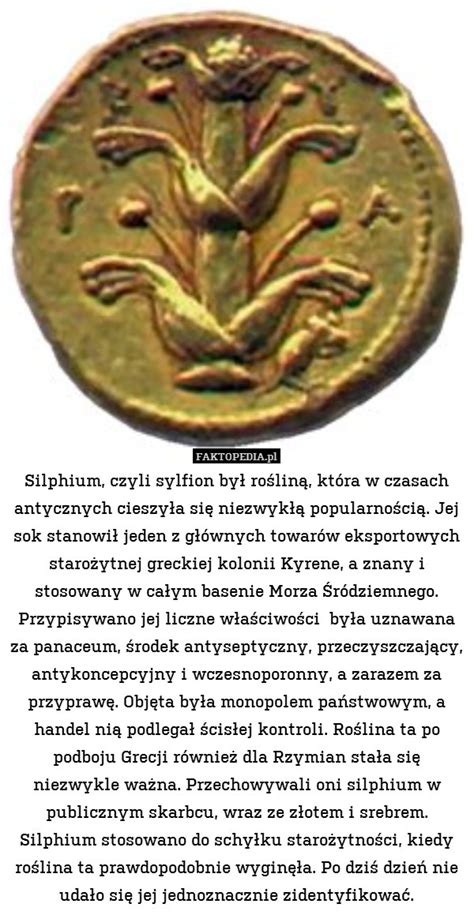 Silphium, czyli sylfion był rośliną, która w czasach antycznych