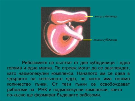 клетъчно ядро