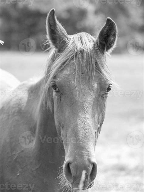 horses on a medow in westphalia 33305908 Stock Photo at Vecteezy