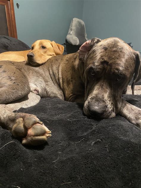Meet Nigel (aka the Nuge) and his Daniff brother Boyd : r/FoxRedLabrador