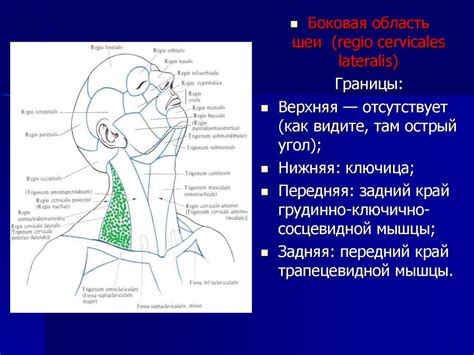 Топографическая анатомия шеи - презентация онлайн