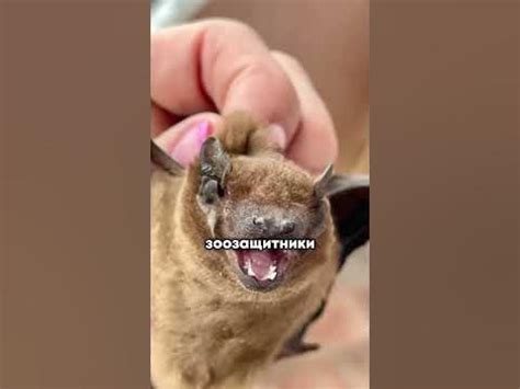 Летучие мыши🦇 #новости #подпишись #рекомендации - YouTube