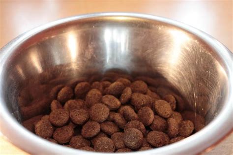 how to tell if dog food is expired or spoiled