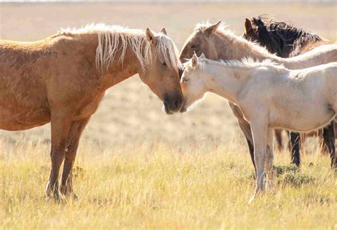 Wild Horse Coalition Files New Lawsuit to Stop BLM’s Unlawful