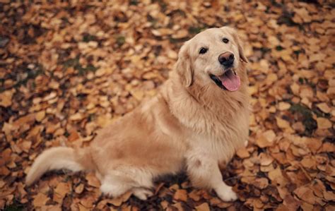 Do you know all the different types of Golden Retrievers? - K9 Web