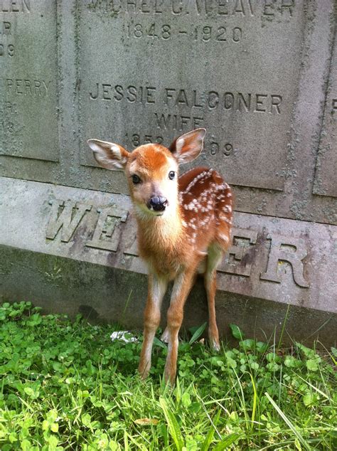 Hidden Habitats – Katie's Grove