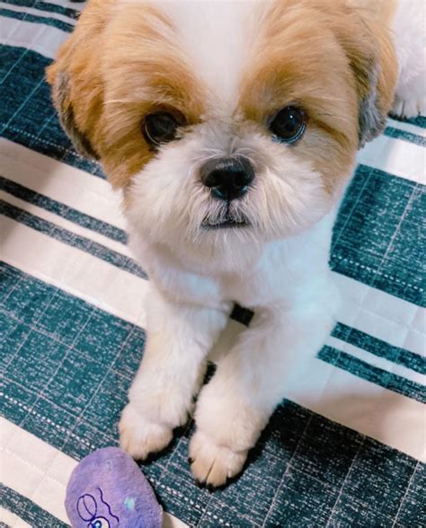 Shih Tzu Puppies