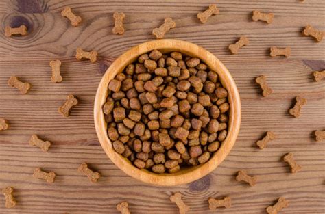 how to tell if your dog needs grain free food