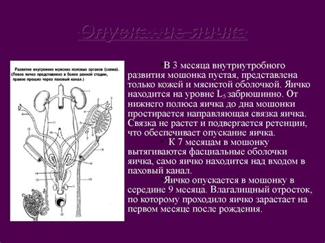 Функциональная анатомия органов мужской половой системы - презентация ...
