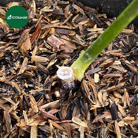 lkaroid tanaman hias aroid philodendronesmeraldense