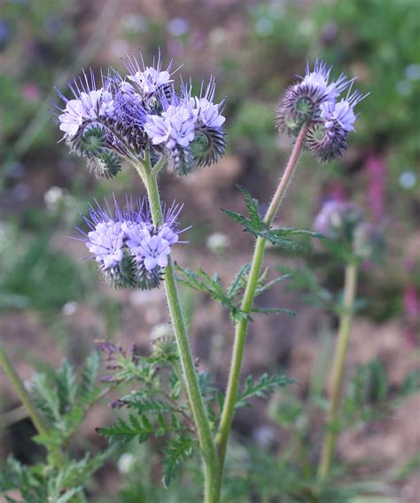 Phacelia tanacetifolia. Tansey-leaved Phacelia. | Boraginaceae, Flora