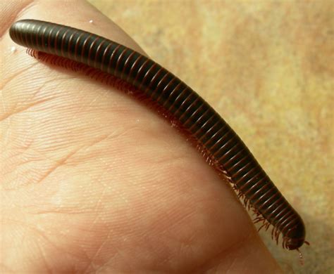 10 Types Of Millipedes