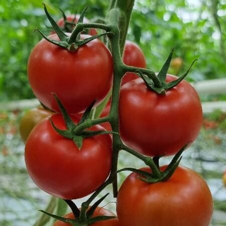 Variety of the month Roterno – R & L Holt Ltd.