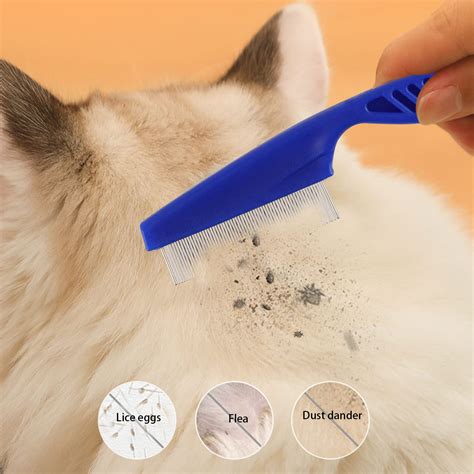 Dog Dandruff Or Flea Eggs