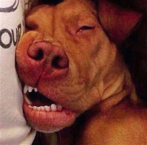 Proof That Sleeping Dogs Are Really Kinda Creepy - 20 Pics