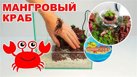 Мангровый краб. Как сделать аквариум с фонтаном. - YouTube