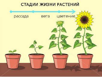 Вегетативный период растений - Жизненный цикл - Форум dzagi.club