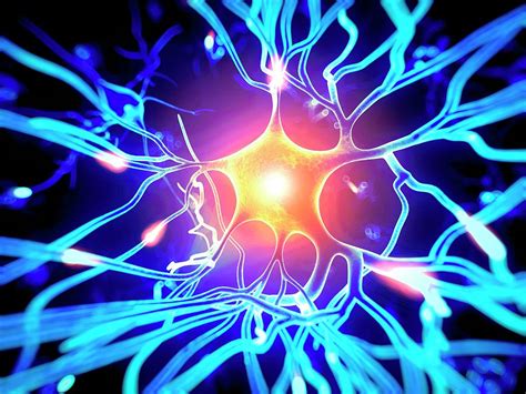 human nerve cell photograph  sebastian kaulitzkiscience photo