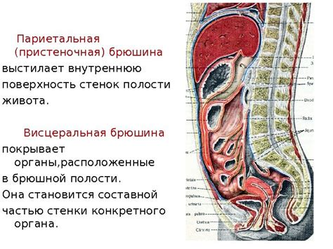 Анатомическое строение брюшной полости человека: верхний, средний и ...